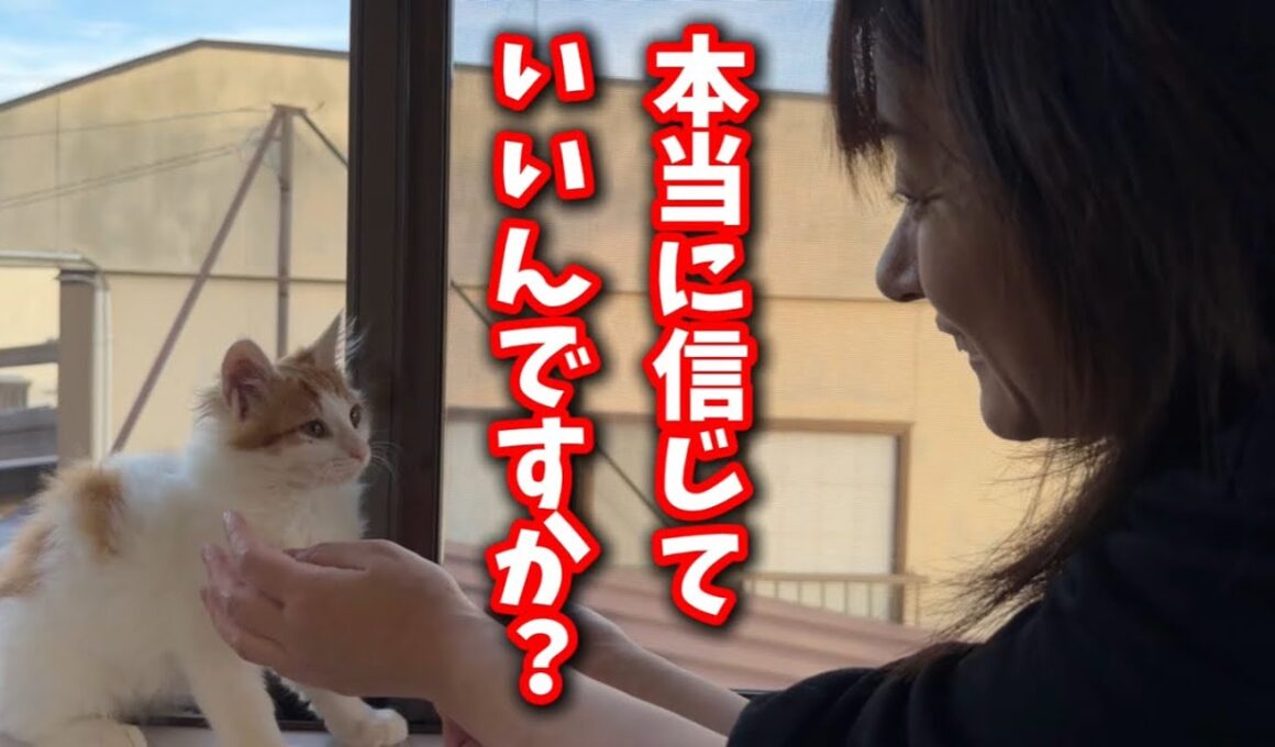 5分前まで威嚇していた子猫が一瞬で態度を変えました