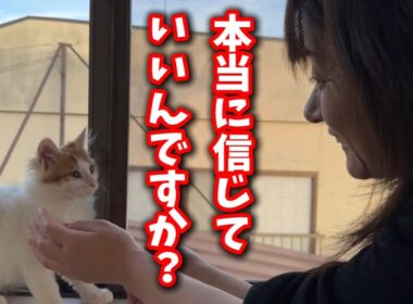 5分前まで威嚇していた子猫が一瞬で態度を変えました
