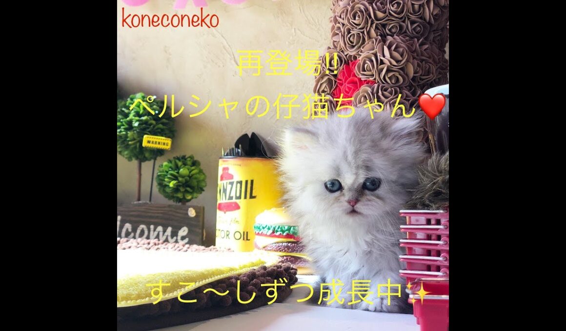 【ペルシャ　子猫】ペルシャちゃんたちの成長日記🐈❤️