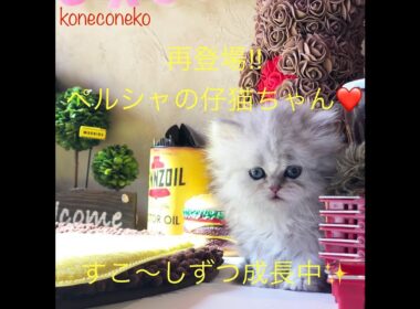 【ペルシャ　子猫】ペルシャちゃんたちの成長日記🐈❤️