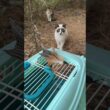 シャムの子ねこパンダくん、ネコジャラシで、ケージに誘って、保護しようとするウp主③ 三毛猫ハートちゃん2号が現れ、じゃれちゃったが