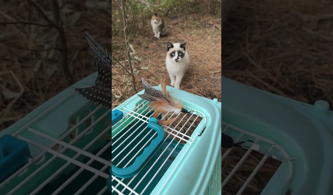 シャムの子ねこパンダくん、ネコジャラシで、ケージに誘って、保護しようとするウp主③ 三毛猫ハートちゃん2号が現れ、じゃれちゃったが