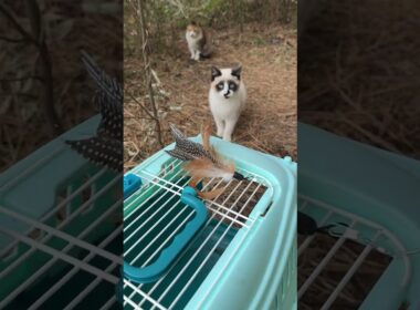 シャムの子ねこパンダくん、ネコジャラシで、ケージに誘って、保護しようとするウp主③ 三毛猫ハートちゃん2号が現れ、じゃれちゃったが
