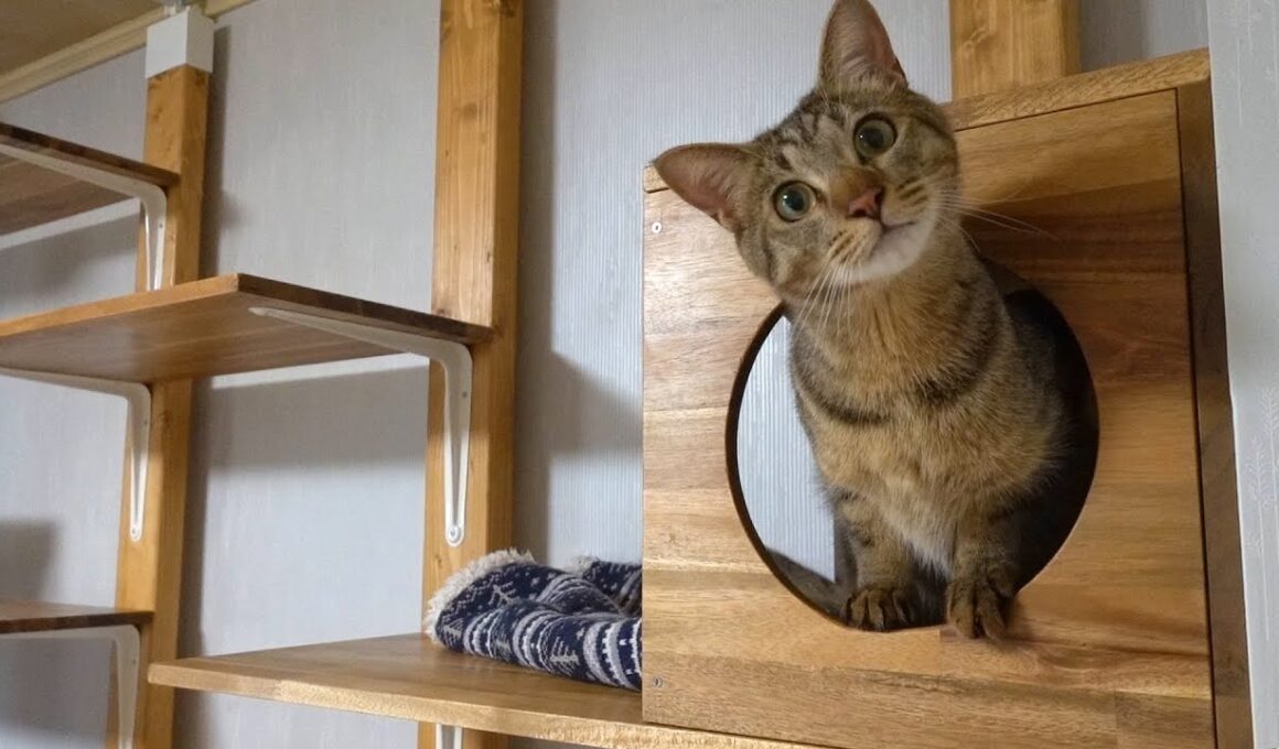 DIYでキャットウォークを作ってあげたら気に入り過ぎて住み着いちゃう猫