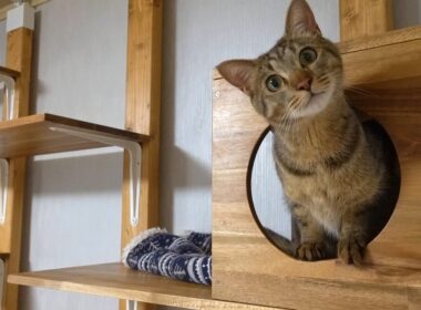 DIYでキャットウォークを作ってあげたら気に入り過ぎて住み着いちゃう猫