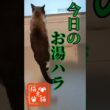 提供場所までこだわるのか！ #tnr #ねこ #スノーシュー猫 #cat #猫のいる暮らし #shortvideo #ネコ #おっとり猫 #保護猫
