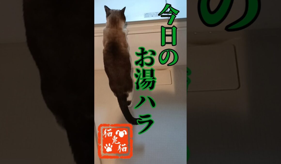 提供場所までこだわるのか！ #tnr #ねこ #スノーシュー猫 #cat #猫のいる暮らし #shortvideo #ネコ #おっとり猫 #保護猫