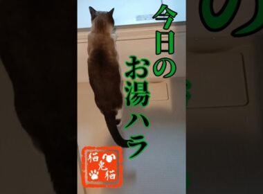 提供場所までこだわるのか！ #tnr #ねこ #スノーシュー猫 #cat #猫のいる暮らし #shortvideo #ネコ #おっとり猫 #保護猫