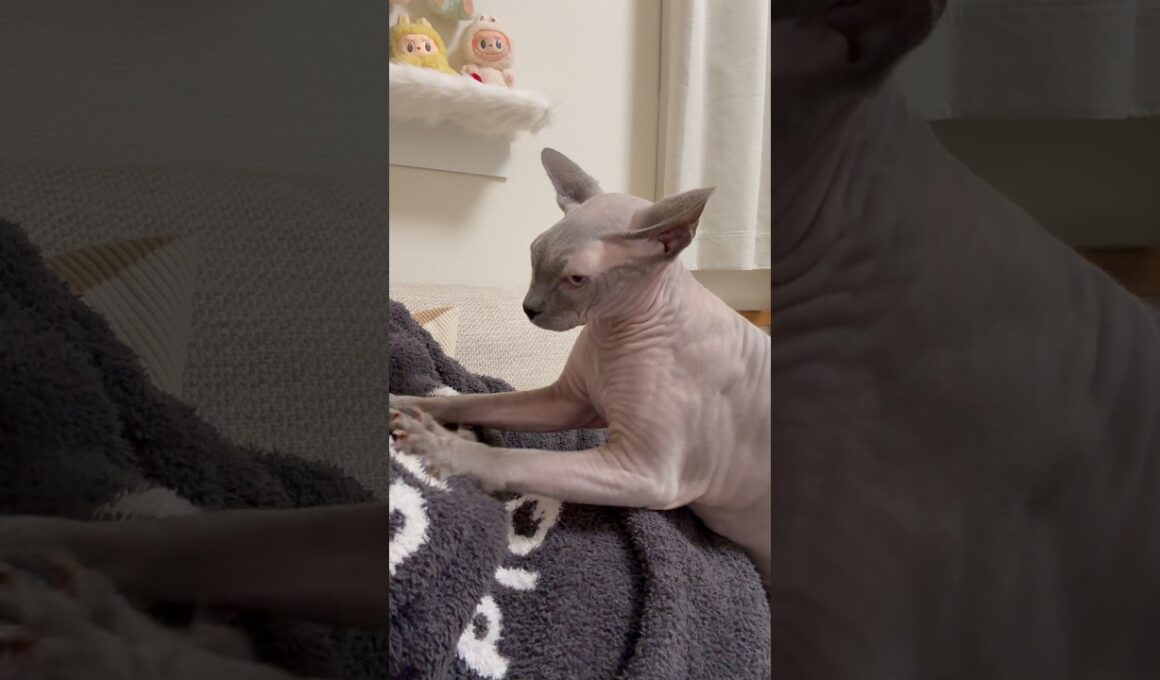 ママをフミフミして甘える猫スルタン【スフィンクス】