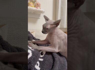 ママをフミフミして甘える猫スルタン【スフィンクス】