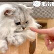 猫に手を近付けるとどうなるでしょう？ 【サイベリアン】