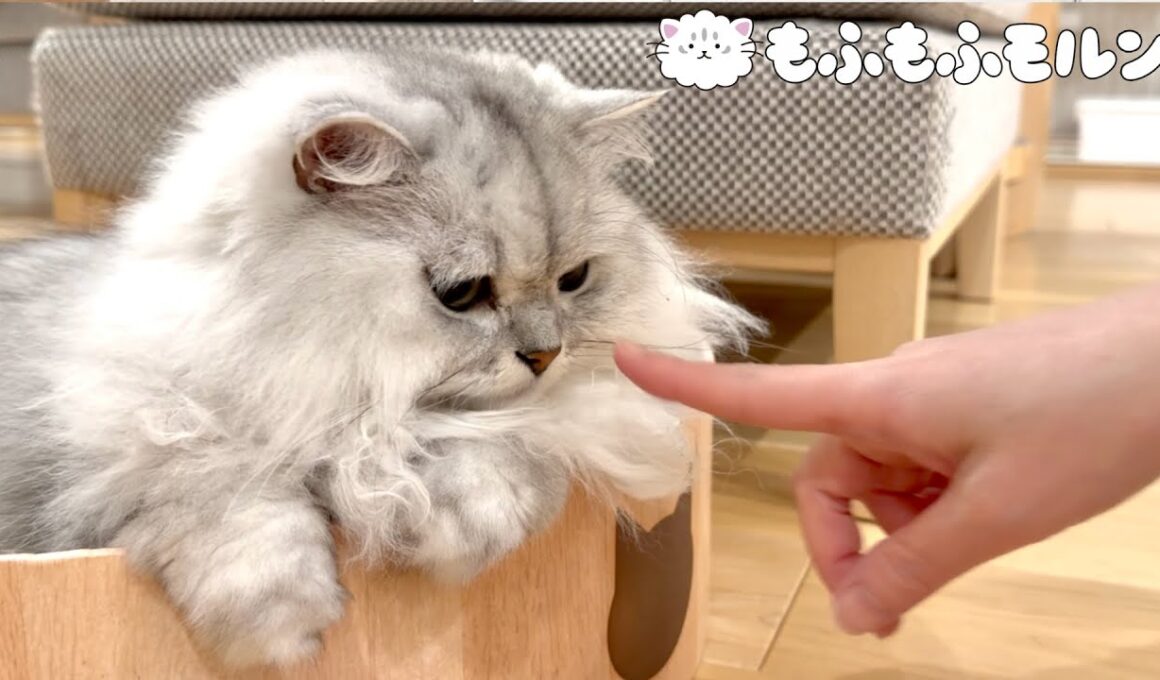猫に手を近付けるとどうなるでしょう？ 【サイベリアン】
