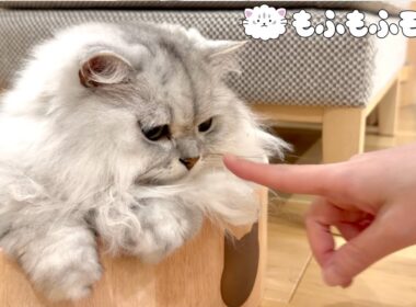 猫に手を近付けるとどうなるでしょう？ 【サイベリアン】