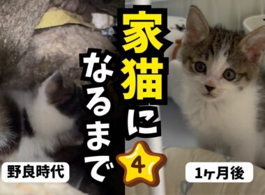 【総集編】育児放棄されていた子猫が家猫になるまで🍼立派な赤ちゃんになりました👶🏻✨