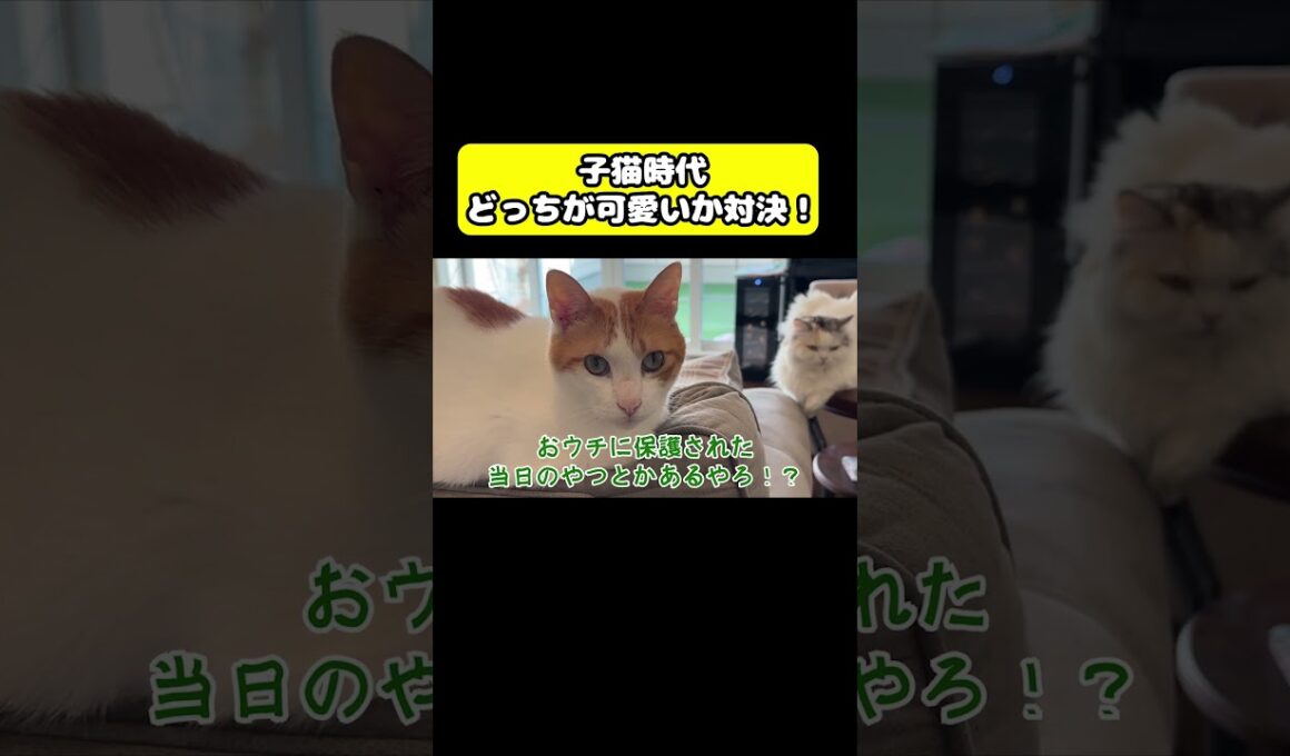 子猫時代どっちか可愛いか対決！#猫 #おもしろ #アテレコ #ニャンチューバーつくし