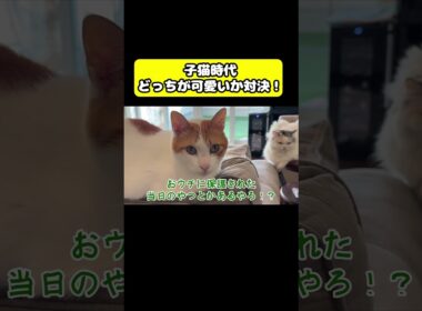 子猫時代どっちか可愛いか対決！#猫 #おもしろ #アテレコ #ニャンチューバーつくし