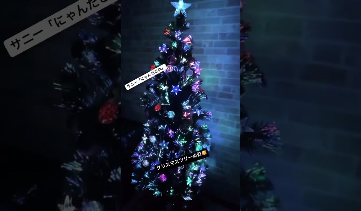 サニー🐈はじめてのクリスマスツリー🎄#スコティッシュフォールド #スコティッシュフォールド立ち耳 #クリスマスツリー#shorts