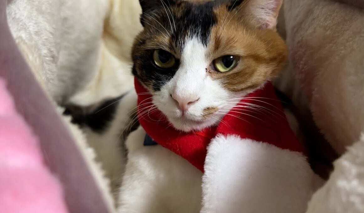 飼い主がサイズの合わないコスプレを買ってきやがった