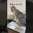 アビシニアンとは その60 ノートパソコンも大好きな猫 #shorts #猫 #アビシニアン