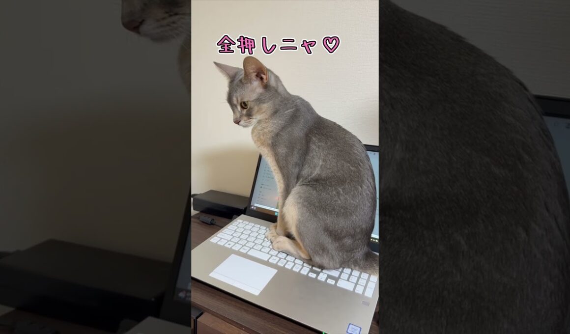 アビシニアンとは その60 ノートパソコンも大好きな猫 #shorts #猫 #アビシニアン