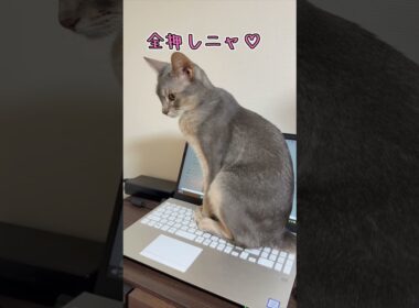 アビシニアンとは その60 ノートパソコンも大好きな猫 #shorts #猫 #アビシニアン