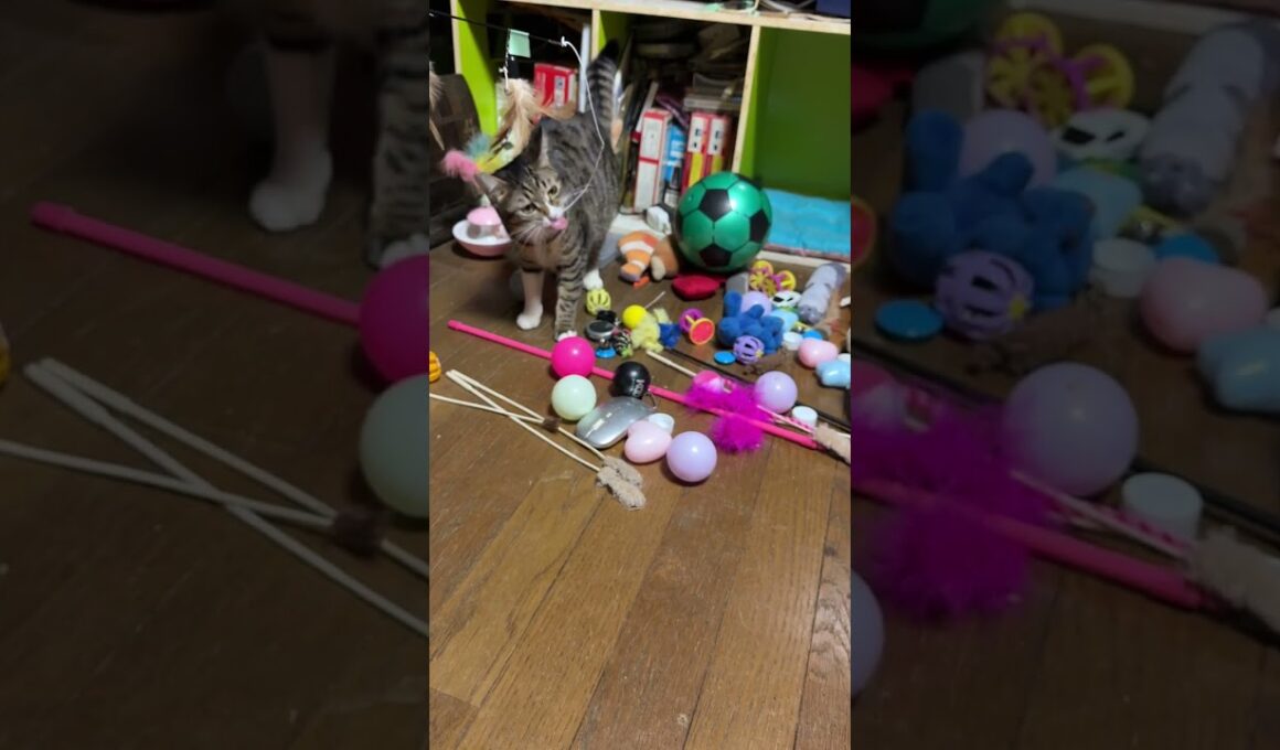 シャムの子ねこパンダくん、保護に成功。我が家のネコたちと、ご対面。ウェルカムすぎて、ビックリするパンダくん