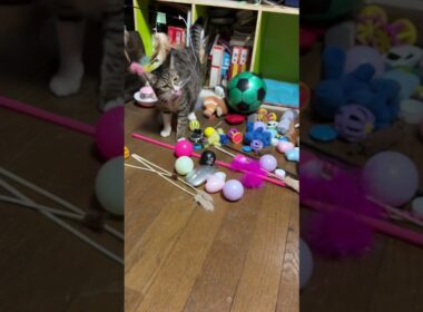 シャムの子ねこパンダくん、保護に成功。我が家のネコたちと、ご対面。ウェルカムすぎて、ビックリするパンダくん