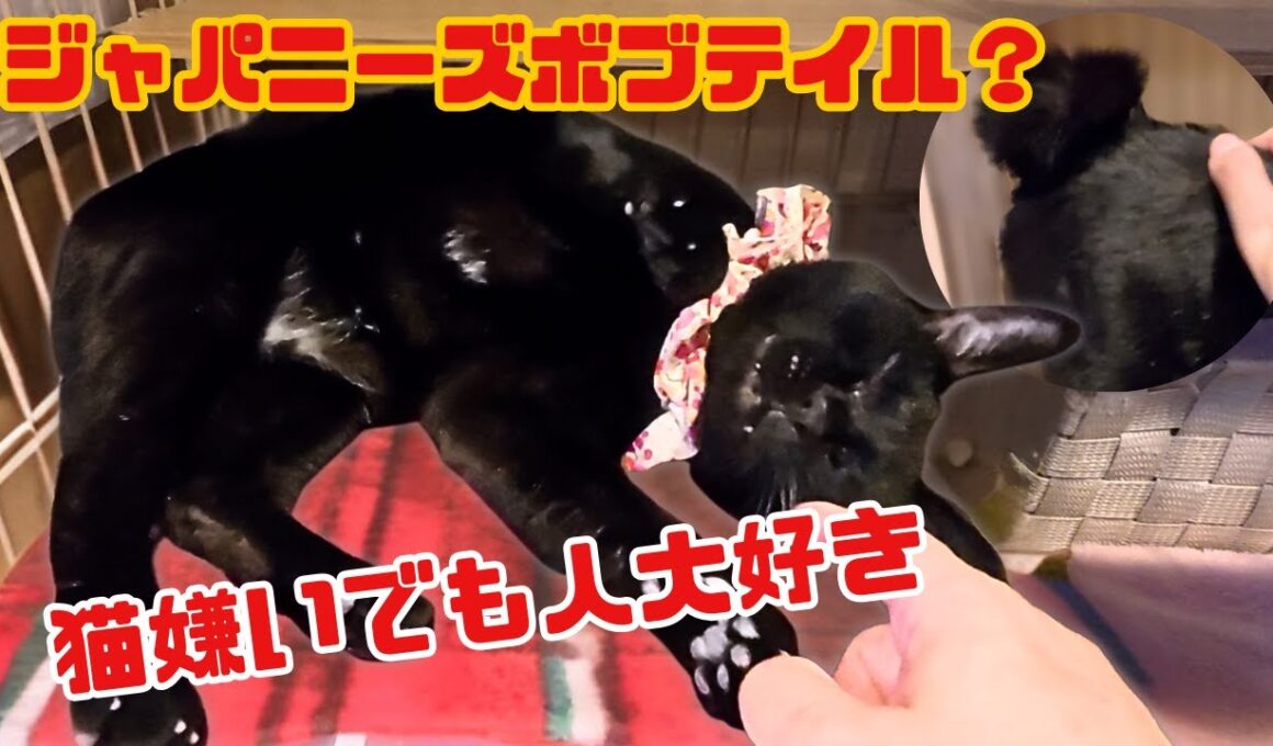 ジャパニーズボブテイルの黒猫は引きこもりでも膝乗り猫（保護猫カフェ森のねこ舎）淡路Japanese Bobtail black cats are affectionate towards people