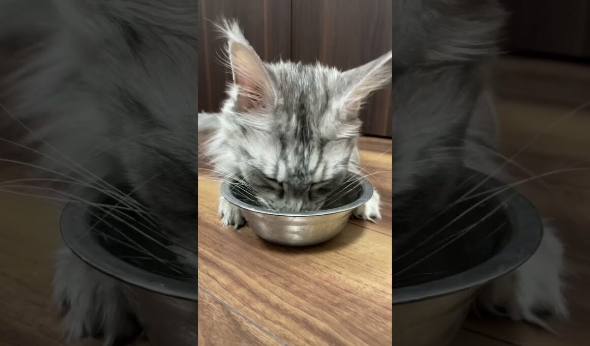 寝ながらご飯を食べるデカイ猫【メインクーン】 #shorts