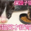 保護子猫兄妹、家猫の英才教育を開始する　My Kitten Kindergarten