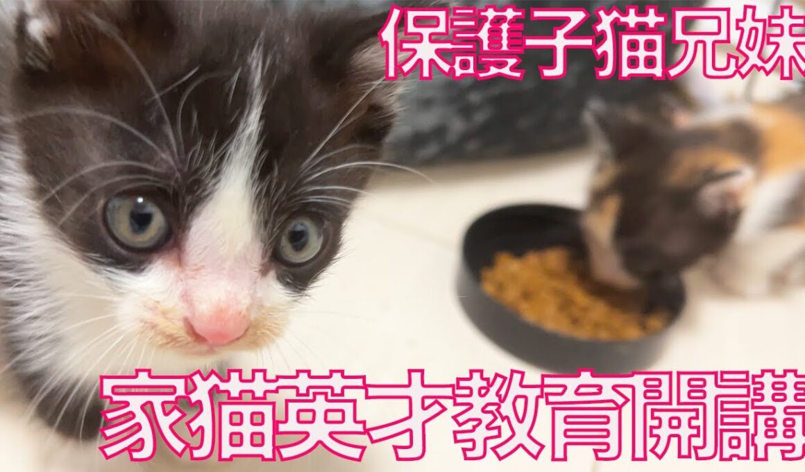 保護子猫兄妹、家猫の英才教育を開始する　My Kitten Kindergarten