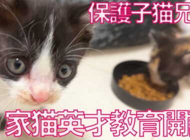 保護子猫兄妹、家猫の英才教育を開始する　My Kitten Kindergarten