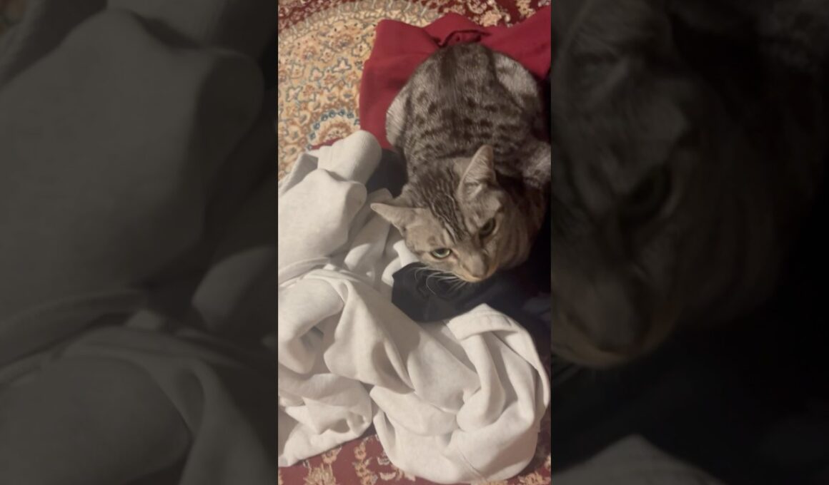 脱いだ服の上にすぐ寝ちゃうニャンズが可愛いけど困る😂#癒し動画 #cat #ベンガル #ねこ #ocicat#bengalcat #cat