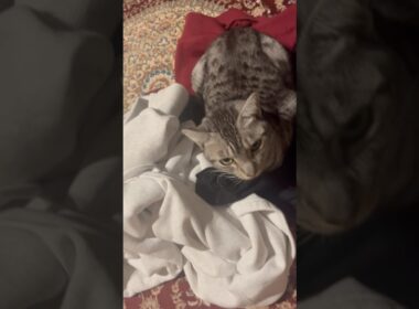 脱いだ服の上にすぐ寝ちゃうニャンズが可愛いけど困る😂#癒し動画 #cat #ベンガル #ねこ #ocicat#bengalcat #cat