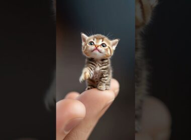 Fusion totale 🐾💞 Moi & mon Korat tigré – Un lien unique ✨