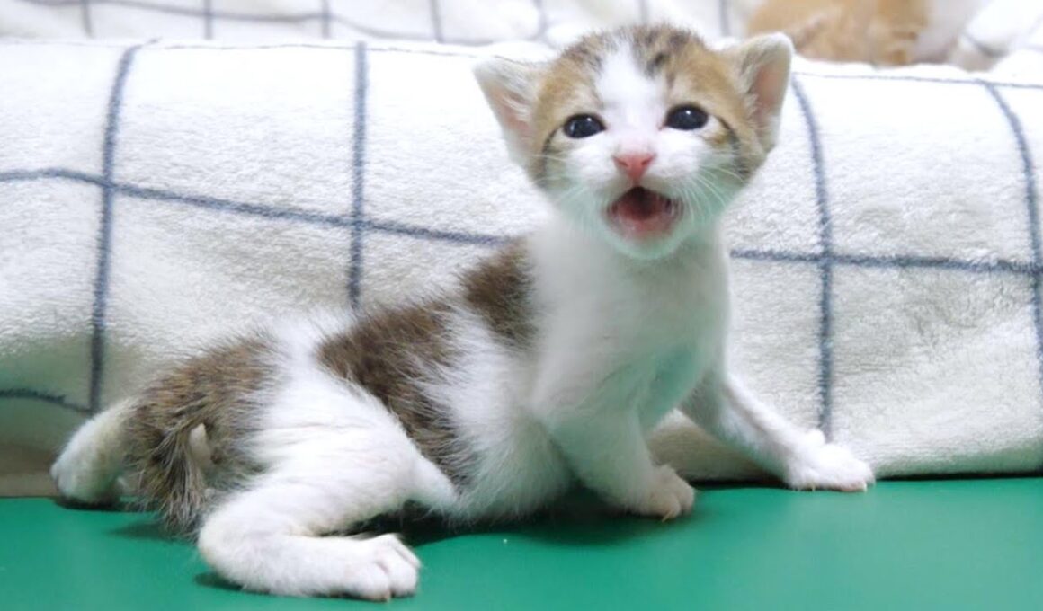 ソファーから落っこちて泣いちゃったミニミニ子猫【赤ちゃん猫　保護猫】