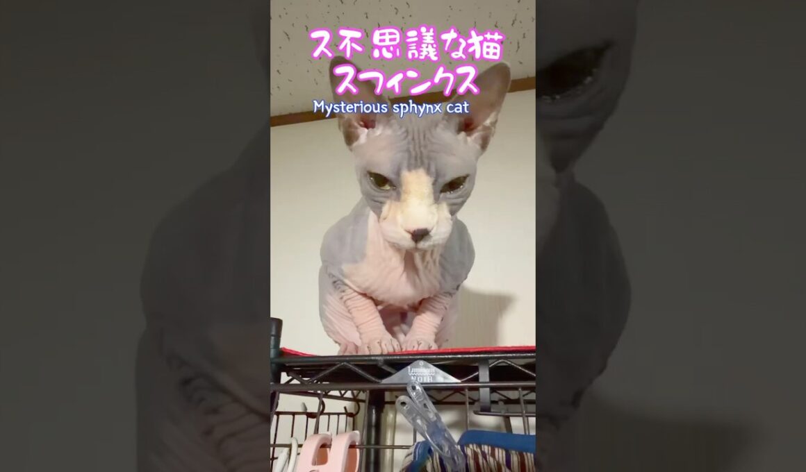 スフィンクス猫チャイの大切な物#shorts #cat #lifewithcats #猫 #猫のいる暮らし #sphynx