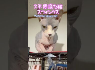スフィンクス猫チャイの大切な物#shorts #cat #lifewithcats #猫 #猫のいる暮らし #sphynx