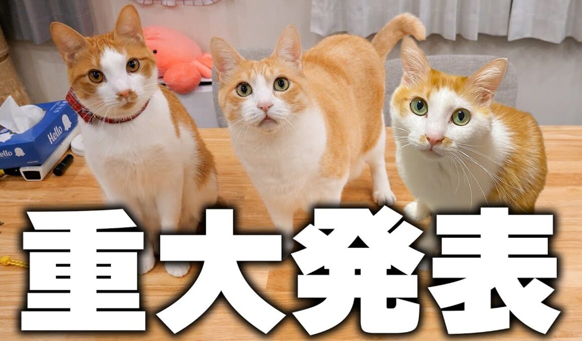 茶白猫たちから皆様へ大切なご報告があります。