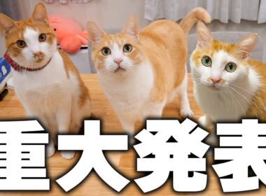 茶白猫たちから皆様へ大切なご報告があります。