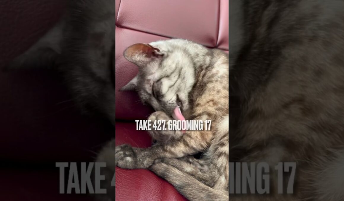 お気に入りの #パーソナルチェア で念入りに #グルーミング するにゃ❗️#エジプシャンマウの仲間たち #egyptianmaucat #groomingcat #カリモク #shorts