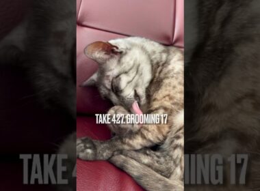 お気に入りの #パーソナルチェア で念入りに #グルーミング するにゃ❗️#エジプシャンマウの仲間たち #egyptianmaucat #groomingcat #カリモク #shorts