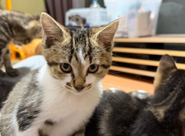 子猫ルームからちょっとだけLIVE🐈