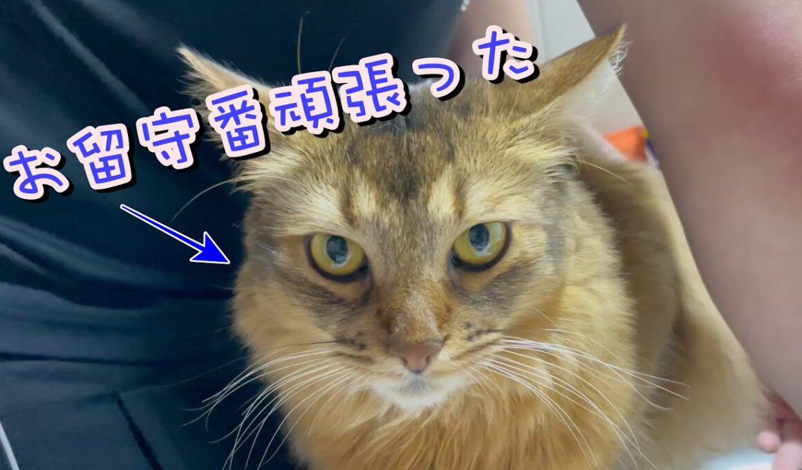 お留守番してた猫のお出迎え【ソマリ】