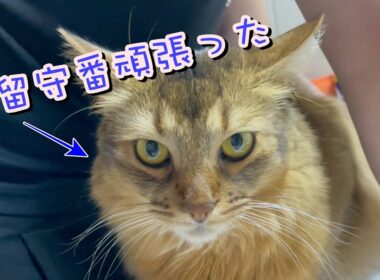 お留守番してた猫のお出迎え【ソマリ】