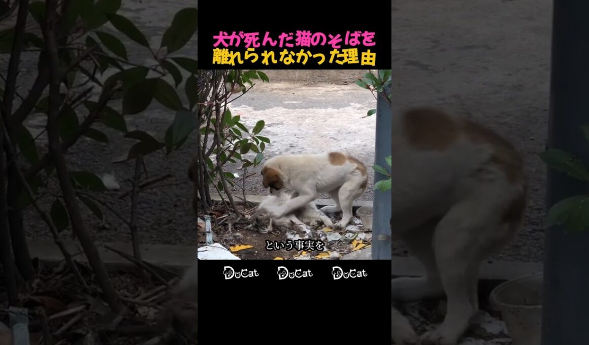 犬が死んだ猫のそばを離れられなかった理由 #別れの瞬間 #止まった時間 #胸が痛む瞬間