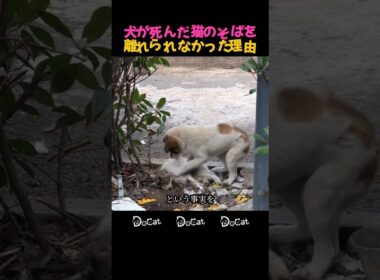 犬が死んだ猫のそばを離れられなかった理由 #別れの瞬間 #止まった時間 #胸が痛む瞬間
