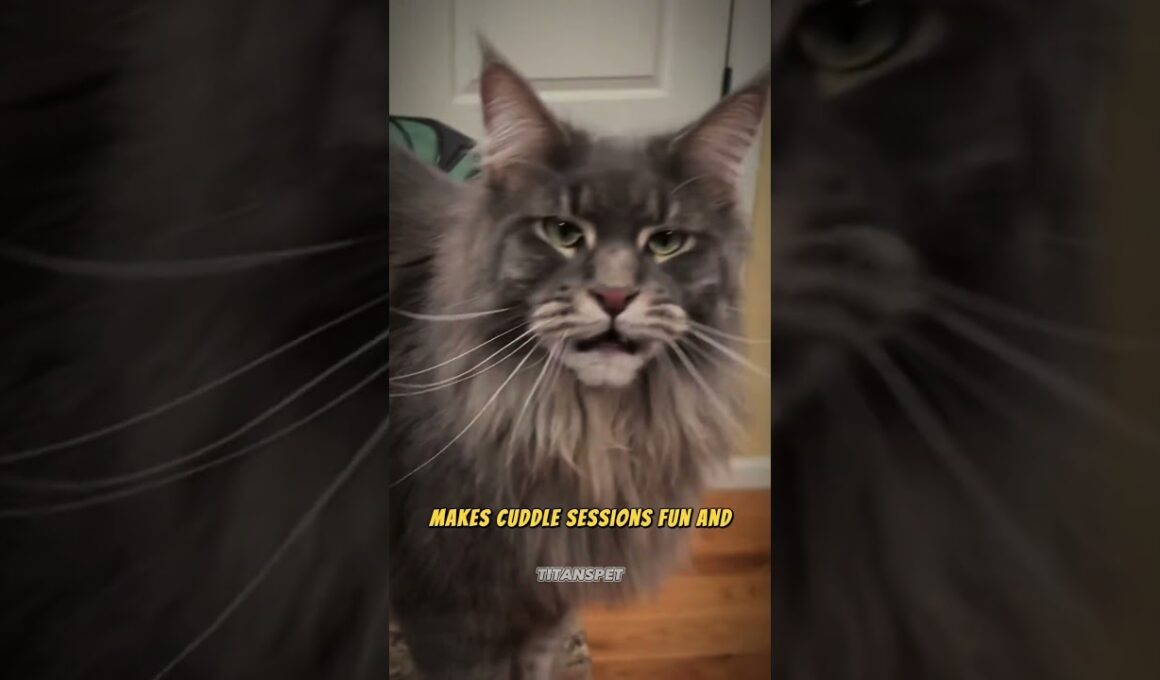 Top 5 Most Affectionate Cat Breeds! 🐾💖