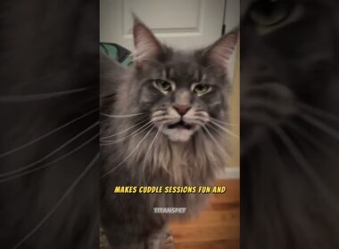 Top 5 Most Affectionate Cat Breeds! 🐾💖