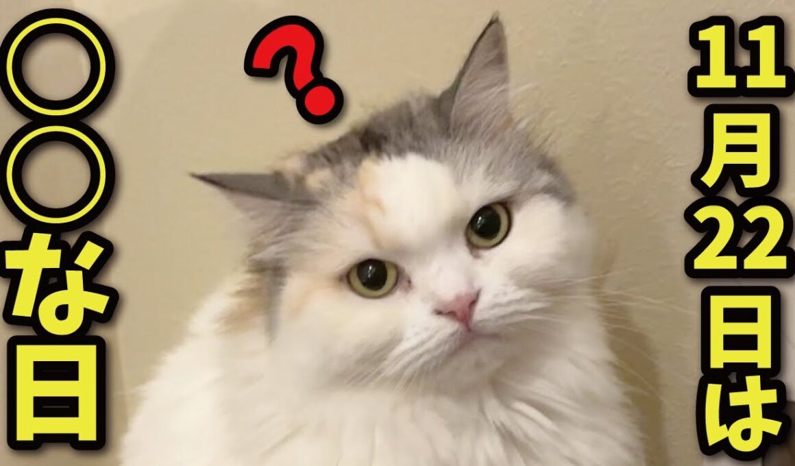 【新事実】11月22日は実は〇〇な日…！？